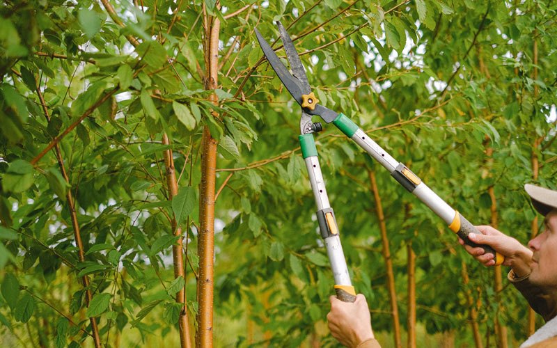 Tree trimming in Stayton, OR